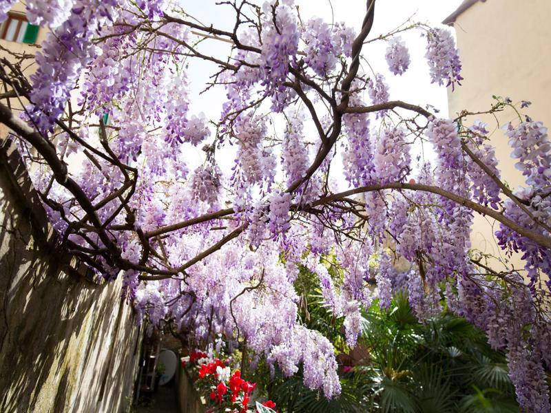 Locanda Orchidea Florencia Exterior foto